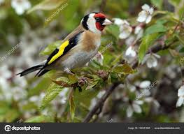 Attēlu rezultāti vaicājumam “Carduelis carduelis adult”