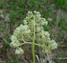 Attēlu rezultāti vaicājumam “Sambucus racemosa flower”