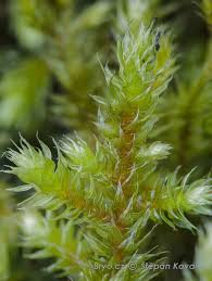 Attēlu rezultāti vaicājumam “Antitrichia curtipendula macro”