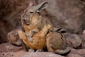 Image result for viscacha