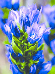 Attēlu rezultāti vaicājumam “Gentiana pneumonanthe”