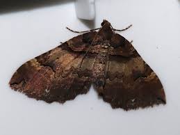 Attēlu rezultāti vaicājumam “Earophila badiata”