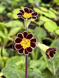 Image result for Primula elatior