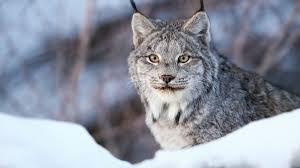 Afbeeldingsresultaat voor lynx