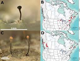 Attēlu rezultāti vaicājumam “Sclerophora coniophaea”