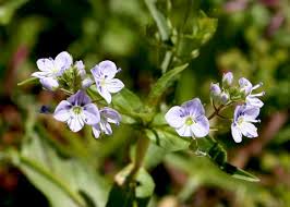 Attēlu rezultāti vaicājumam “Veronica anagallis-aquatica leaf”