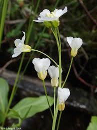 Attēlu rezultāti vaicājumam “Cardamine pratensis”