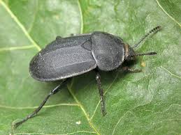 Attēlu rezultāti vaicājumam “Silpha obscura”