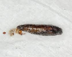 Attēlu rezultāti vaicājumam “Plodia interpunctella”