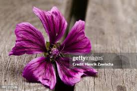 Image result for Malve