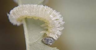 Attēlu rezultāti vaicājumam “Nematus ribesii larva”