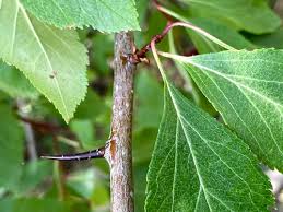 Attēlu rezultāti vaicājumam “Crataegus douglasii”