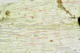 Attēlu rezultāti vaicājumam “Drepanocladus polygamus”