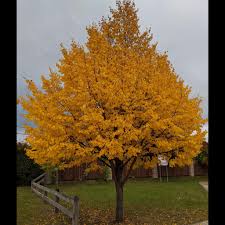 Attēlu rezultāti vaicājumam “Tilia americana”