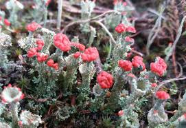 Attēlu rezultāti vaicājumam “Cladonia coccifera”