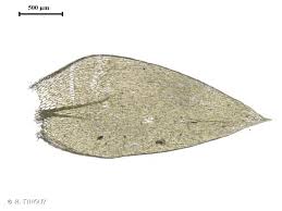 Attēlu rezultāti vaicājumam “Plagiothecium succulentum”