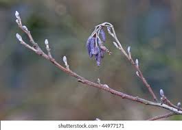 Attēlu rezultāti vaicājumam “Alnus glutinosa bud”
