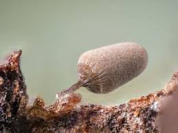 Attēlu rezultāti vaicājumam “Arcyria cinerea young”