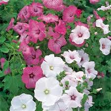Image result for Lavatera trimestris