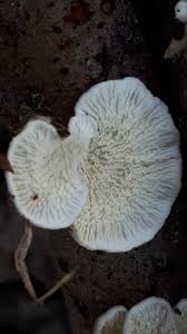 Attēlu rezultāti vaicājumam “Plicatura nivea”