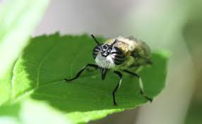 Attēlu rezultāti vaicājumam “Heptatoma pellucens”