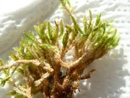 Attēlu rezultāti vaicājumam “Hypnum cupressiforme var. lacunosum”