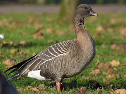 Attēlu rezultāti vaicājumam “Anser brachyrhynchus”