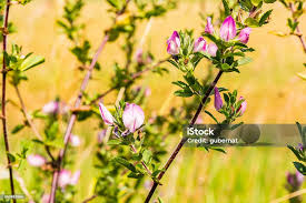 Attēlu rezultāti vaicājumam “Ononis arvensis”