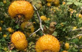 Attēlu rezultāti vaicājumam “Cyperus fuscus fruit”