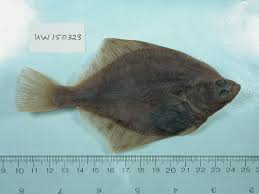 Image result for Liopsetta glacialis