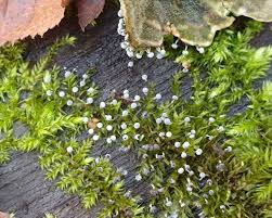 Attēlu rezultāti vaicājumam “Octospora splachnophila”