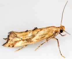 Attēlu rezultāti vaicājumam “Epermeniidae”