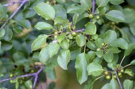 Attēlu rezultāti vaicājumam “Rhamnus cathartica leaf”