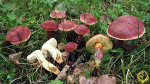 Attēlu rezultāti vaicājumam “Xerocomus rubellus”