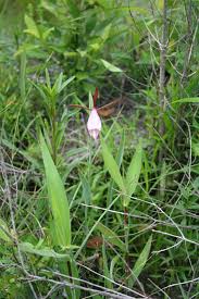 Attēlu rezultāti vaicājumam “Seligeria donniana sporophyte”
