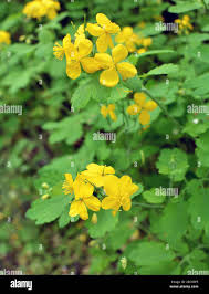 Attēlu rezultāti vaicājumam “Chelidonium majus”