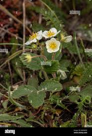 Attēlu rezultāti vaicājumam “Fragaria viridis leaf”