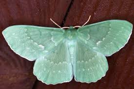 Attēlu rezultāti vaicājumam “Geometra papilionaria”