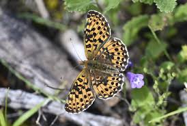 Attēlu rezultāti vaicājumam “Boloria eunomia upperside”