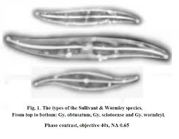 Attēlu rezultāti vaicājumam “Didymium clavus stalked”