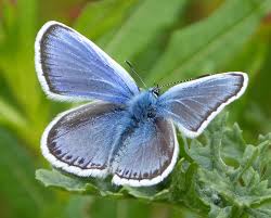 Attēlu rezultāti vaicājumam “Plebejus argus”