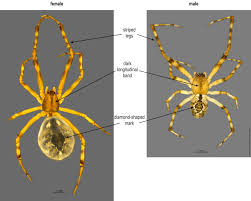 Attēlu rezultāti vaicājumam “Theridiidae”