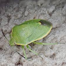 Attēlu rezultāti vaicājumam “Chlorochroa pinicola”