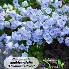 Image result for Campanula persicifolia