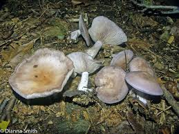 Attēlu rezultāti vaicājumam “Lepista nuda”