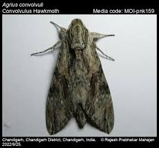 Attēlu rezultāti vaicājumam “Agrius convolvuli”