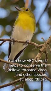 Image result for Vireo flavifrons