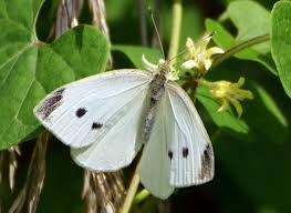 Attēlu rezultāti vaicājumam “Pieris rapae male”