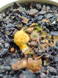 Attēlu rezultāti vaicājumam “Symphytocarpus trechisporus plasmodium”