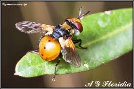 Attēlu rezultāti vaicājumam “Gymnosoma sp.”